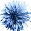 Flower 1 +$20.00