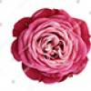 Flower 3 +$25.00