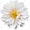 Flower 4 +$40.00