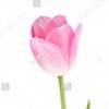 Tulip 3 +$10.00