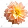 Tulip 4 +$25.00