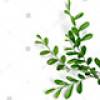 Eucalyptus 1 +$8.00